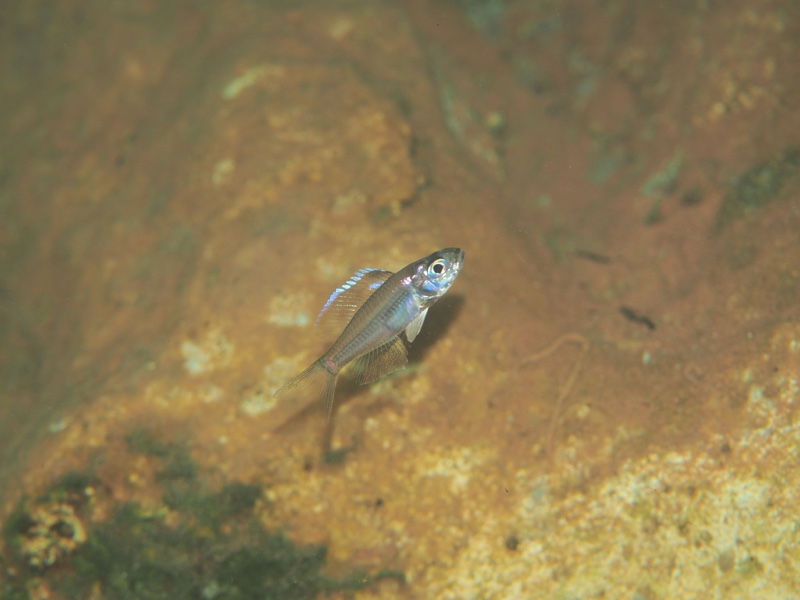 Trematocara stigmaticum 'Jakobsen's Beach'